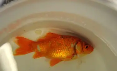 Peixe dourado doente