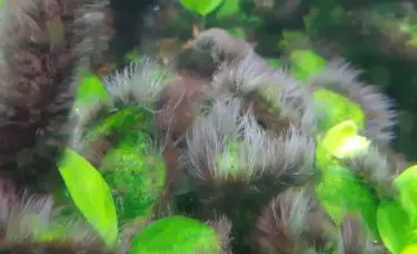 Infestação de alga peteca