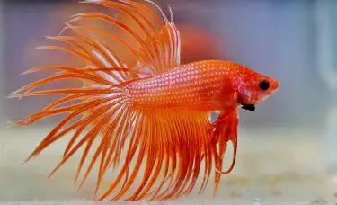 peixe betta vermelho