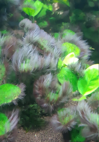 Plantas com alga peteca