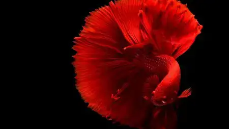 Betta vermelho com cauda