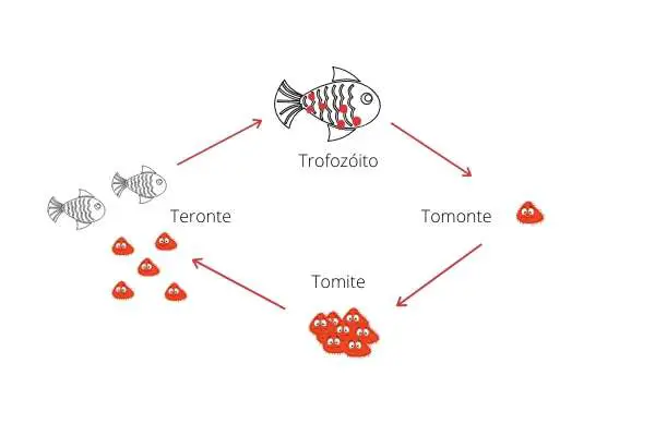 Fases do íctio: Trofozóito, Tomonte, Tomite e Teronte