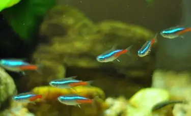 Peixes de aquário pequeno