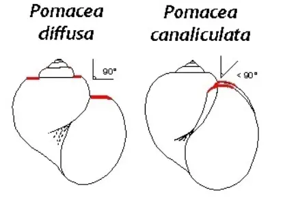 Pomacea diffusa vs Pomacea canaliculata