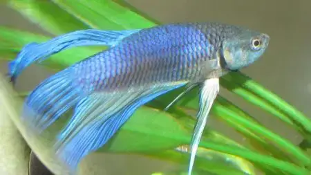 Betta Azul