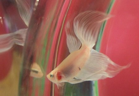 Betta se impondo.