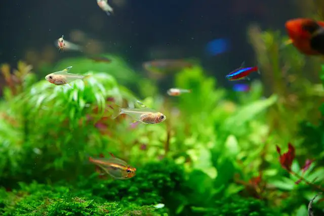 Tetra Neon com outros peixes