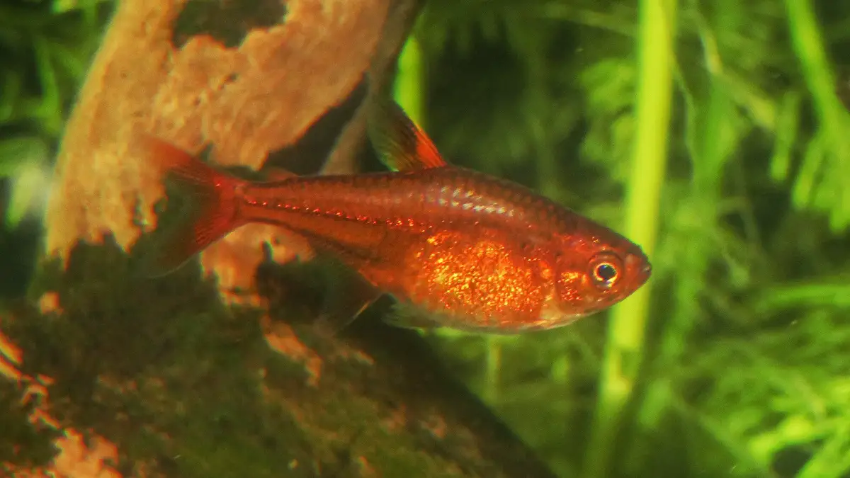 Peixe Tetra Foguinho, Compre na Kauar