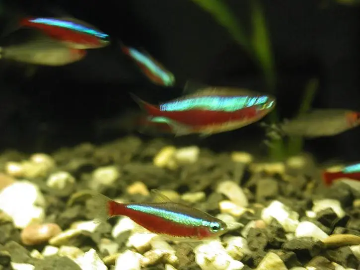 Neons e Rodostomus nadando juntos