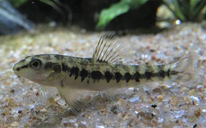 Peixe da espécie Mocinha (Characidium fasciatum)