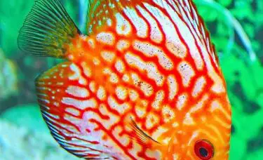 Peixes de aquário - Acará disco
