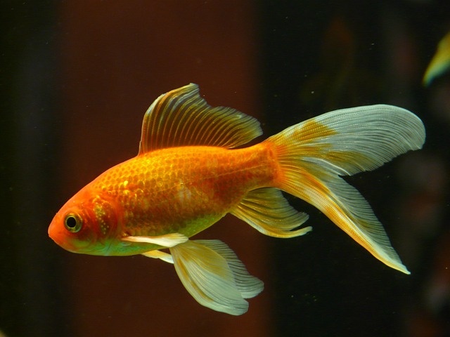 Peixinho dourado - Kinguio