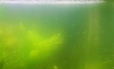 água ficando verde no aquário