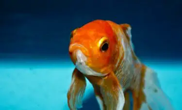 peixe dourado triste