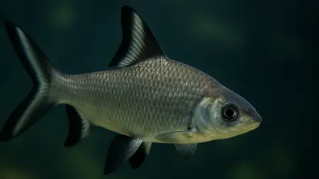Bala Shark