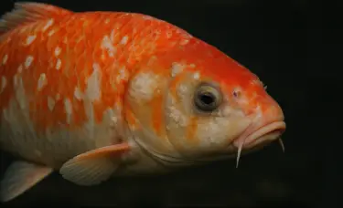 carpa com herpes